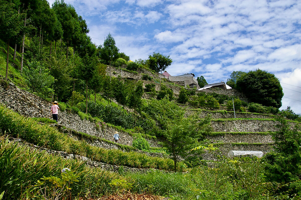 金子玲大さん参考画像01 石垣のある風景